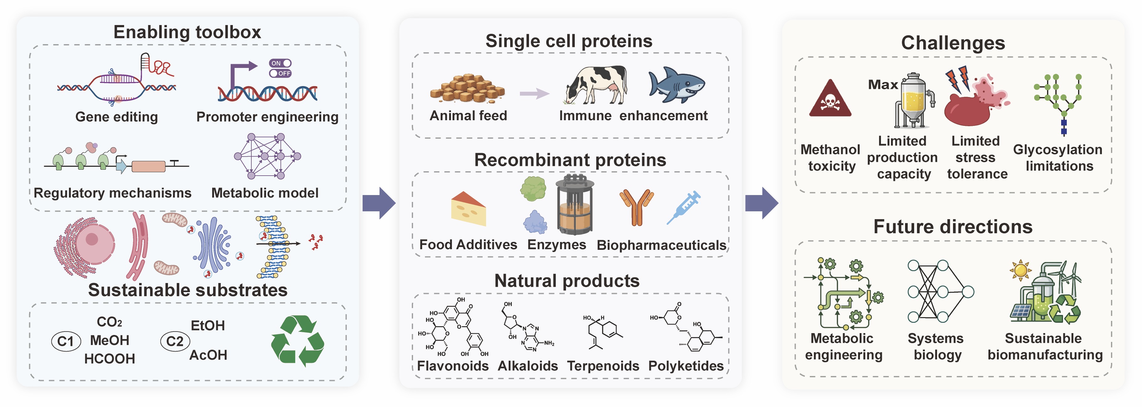 Review from ECUST on the Industrial Yeast Komagataella phaffii for ...